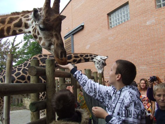A gyerekek zsiráfokat etetnek az állatkertben